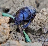 /album/apro-makro/apro-szorny-jpg/